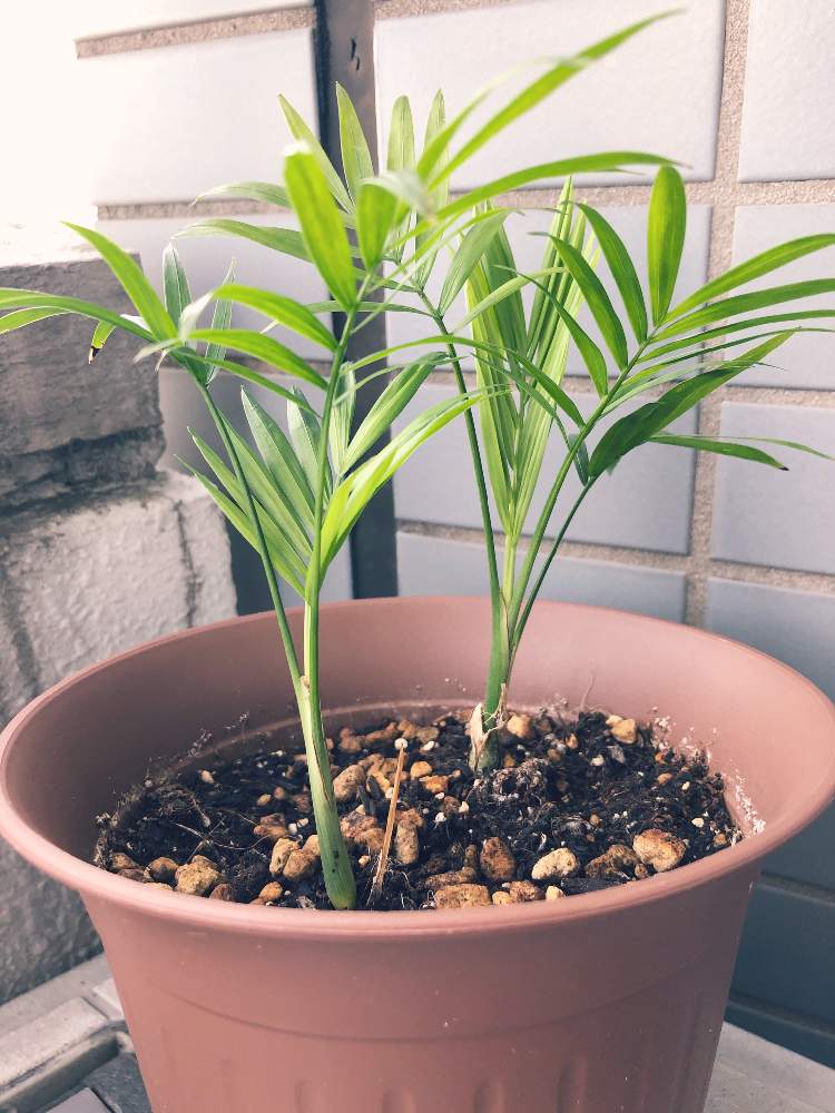 バルコニー/ベランダの画像 by サボさん | バルコニー/ベランダと100均のテーブルヤシと観葉植物と植物初心者と癒しとうちの子とおおきくなあれ