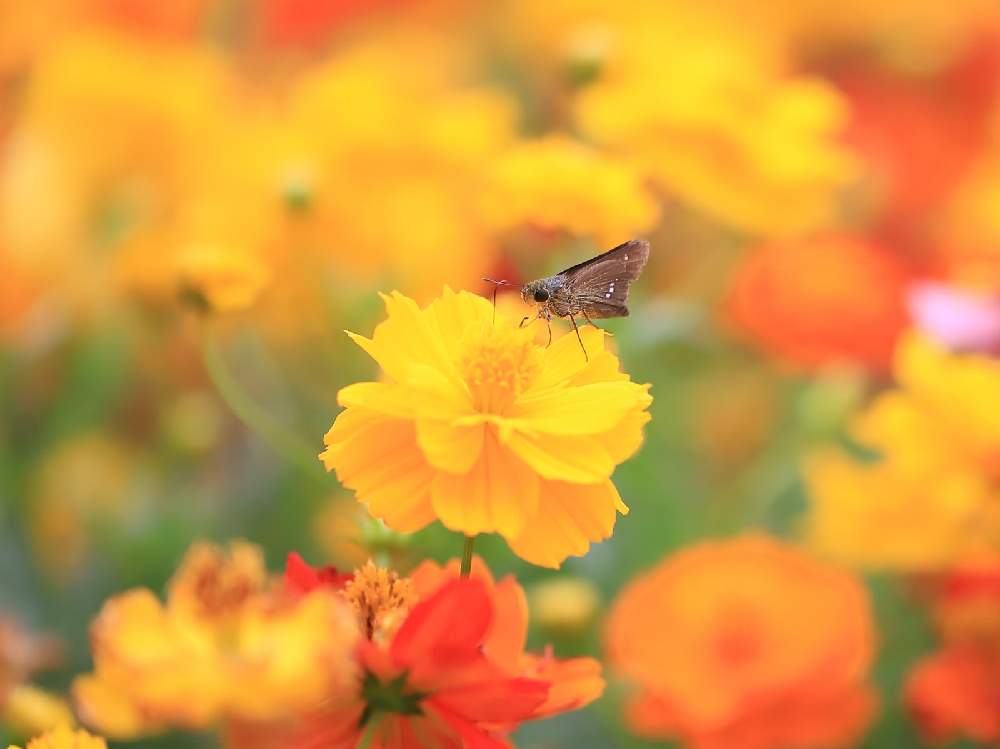 の画像 by takosyaさん | キバナコスモスとセセリチョウとファインダー越しの私の世界とcanonとCanon EF100mm F2.8Lマクロ IS USMとI♡Kanagawaと一眼レフと横浜里山ガーデンとSocial Distanceと花と昆虫とカメラ好き☆