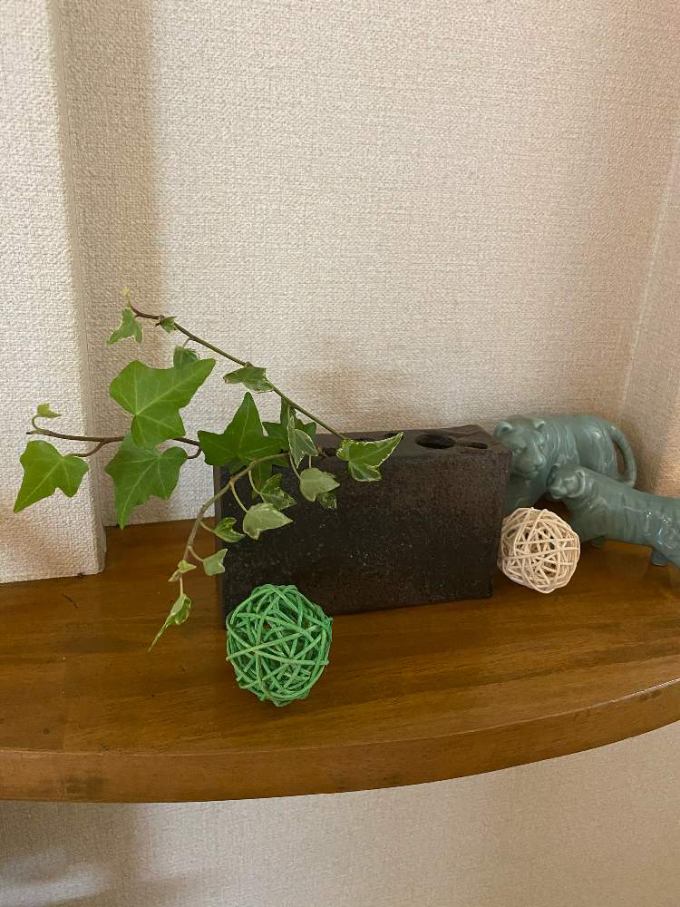 玄関の画像 by ミホポコさん | 玄関とドライフラワーと花と観葉植物とおうちde菜園とおうち園芸とおうちを彩る花とガーデニング初心者と多肉初心者