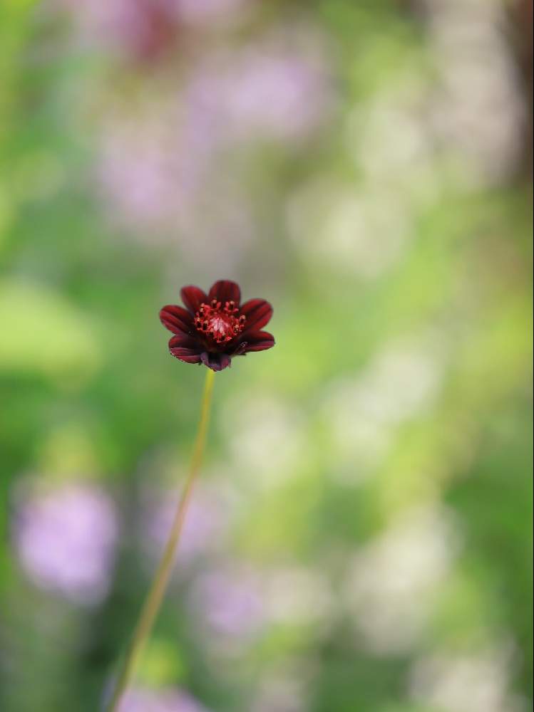 の画像 by takosyaさん | チョコレートコスモスとファインダー越しの私の世界とcanonとCanon EF100mm F2.8Lマクロ IS USMとI♡Kanagawaと一眼レフと横浜里山ガーデンとSocial Distanceとカメラ好き☆