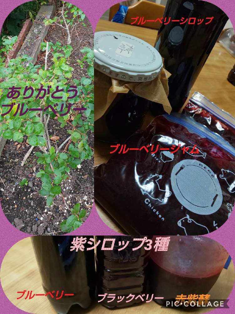 キッチンの画像 by Mintさん | キッチンとブルーべリーとシロップと家庭菜園とおうちde菜園と冷凍保存と来年も宜しくお願いしますとジャム作りと食べられるかな