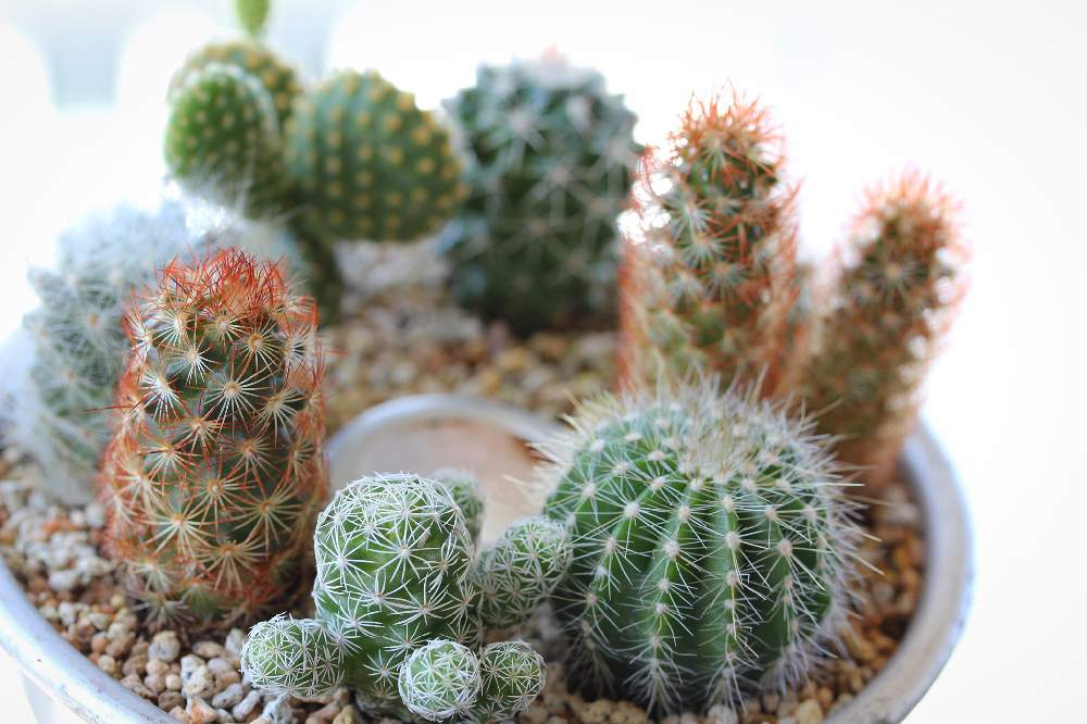 インテリアの画像 by jillさん | インテリアとサボテンと多肉植物とcactusとじるのサボテンとサボサボとGS映えとGS日和とおうち園芸と今日の一枚とサボテンの寄せ植えとさぼてんとsucculent