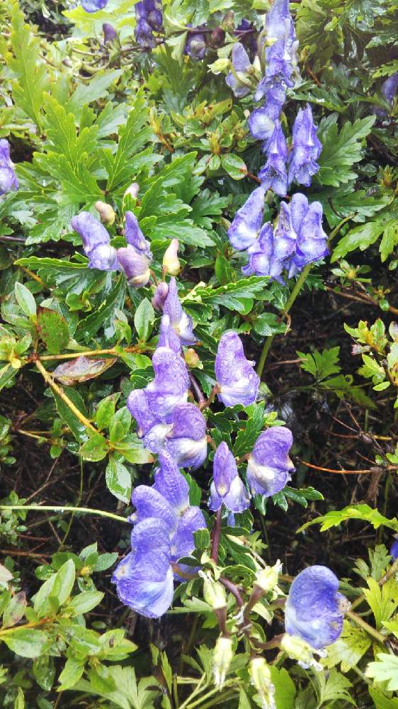 お出かけ先の画像 by ケイジさん | お出かけ先とトリカブトと野草と山野草とおうち園芸と広島県庄原市と山登り