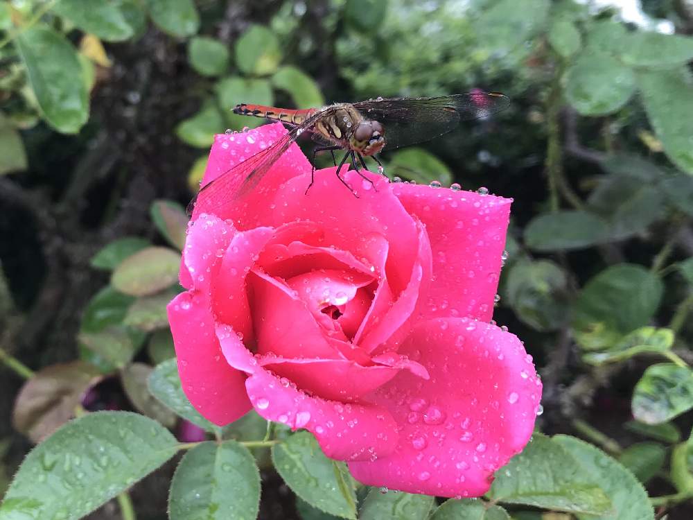 お出かけ先の画像 by あんなココさん | お出かけ先と薔薇とあしかがフラワーパークとキュンキュン乙女倶楽部とピンクの花とGS映えと季節の花とGSのみなさんに感謝♡とキュンキュン乙女倶楽部No.179とGSに感謝。と思わず見惚れてしまうとGSのみなさんに感謝!と素敵な出会いに感謝と光輝いてるとみっちゃんとお出かけと花のある暮らしとスマホで撮影とかわいい❤