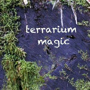 terrarium magic