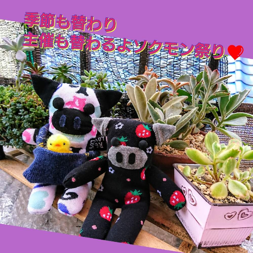 バルコニー/ベランダの画像 by のりっぺさん | バルコニー/ベランダとおかかサン's多肉チャンたち♥️と素敵便♥️と今を乗切るぞ!ともぅ…秋ですゎ♥️ともうすぐ秋かなぁ('ε'*)♥️と季節も替わり主催も替わるよソクモン祭りとソクトンちゃん♥️と多肉ちゃん初心者と楽しい園芸o(^o^)oとバルコニストとのりっぺ's ソクトンちゃん♥️