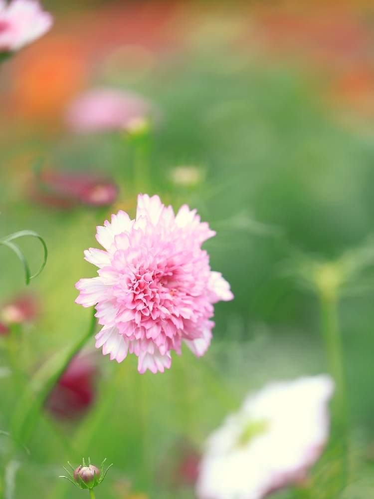 の画像 by takosyaさん | 秋桜(コスモス)とファインダー越しの私の世界とcanonとピンクの花とCanon EF100mm F2.8Lマクロ IS USMとI♡Kanagawaと一眼レフと横浜里山ガーデンとSocial Distanceとカメラ好き☆