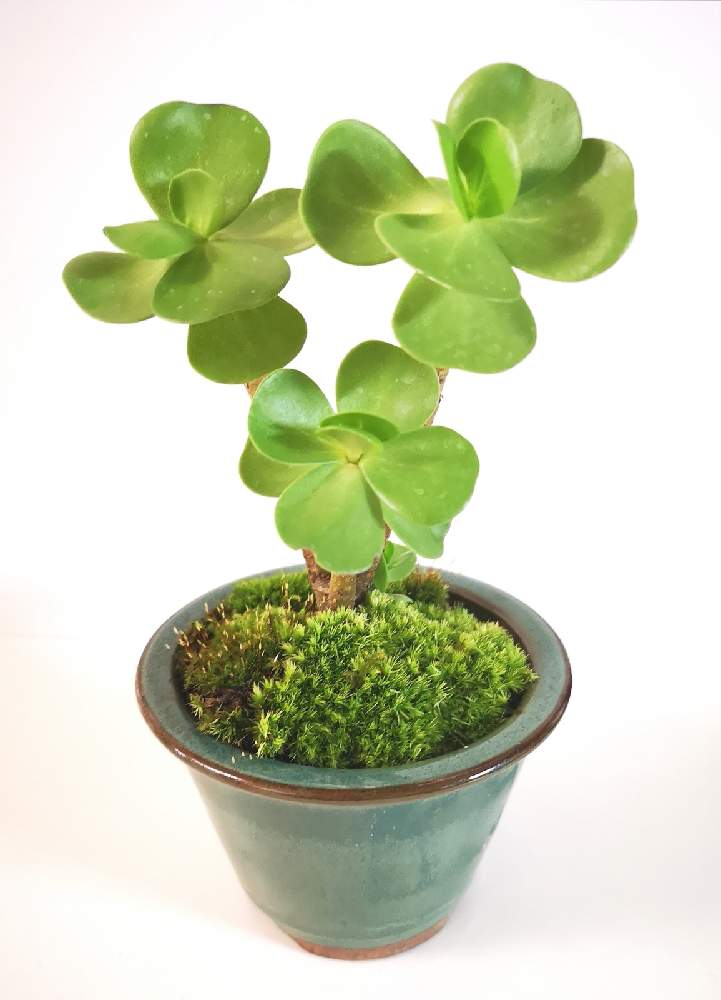 バルコニー/ベランダの画像 by eyeさん | バルコニー/ベランダとPortulaca molokiniensis Hobdyと多幸樹とモロキニエンシスとʻIhiと☆eye☆スベリヒユ属と☆eye☆880と道の駅と多幸寿❣️と☆eye☆ポーチュラカリア属とモロコエンシス。とスベリヒユ属とポーチュラカリア属と多幸樹!とポーチュラカリア モロキニエンシスと道の駅 お茶の京都 みなみやましろ村と南山城村とモロキネンシスとIhiとPortulaca molokiniensis Hobdyと絶滅危惧種とイヒと☆eye☆ま行とモロキニ島とHaworthia attenuata var. radula