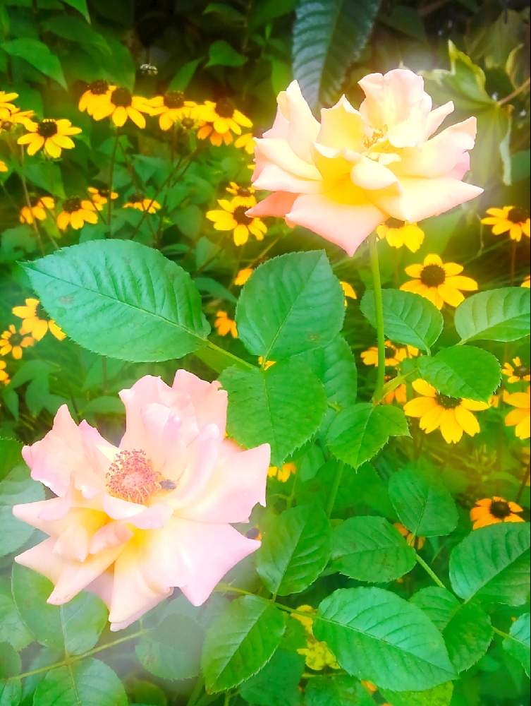 玄関の画像 by HIDEさん | 玄関とルドベキア タカオとバラ モナリザと今日のお花と新型コロナウィルスに負けるなとBGMと寝落ち倶楽部