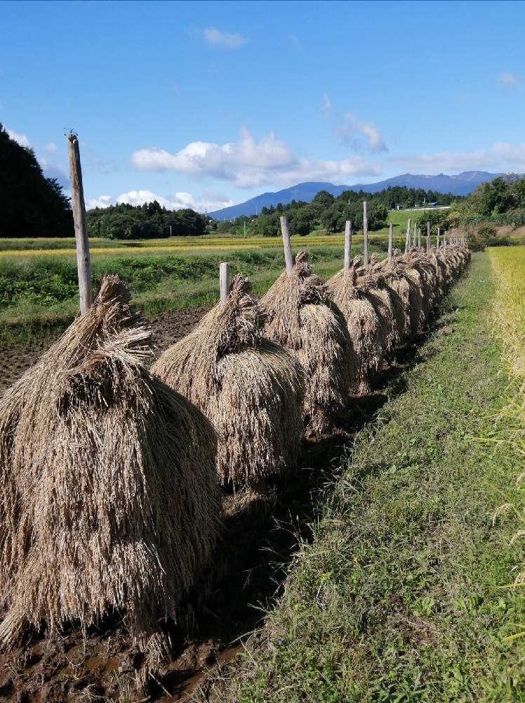 お出かけ先の画像 by 風の駅さん | お出かけ先とコシヒカリと田園風景(福島県)と農村風景(福島県)と安達太良山(遠景)と土曜はお空の発表会