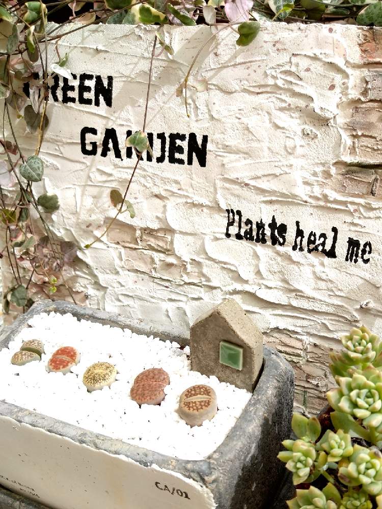 小さな庭の画像 by GreenGardenさん | 小さな庭と多肉植物と今日の一枚とリトープスさんと多肉好きと雑貨小物とリトープス属とモルタルとつぶつぶの日とハートカズラ。とメセン類