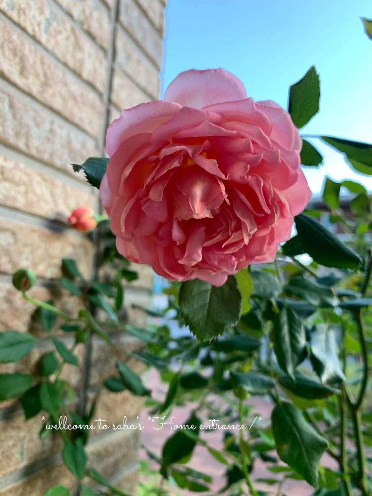 玄関の画像 by さば*(復活)さん | 玄関とありがとう❤️とno green no lifeとGSに感謝。と薔薇が好き❤とロザリアンと賃貸ガーデニングと素敵とジュビリー セレブレーション