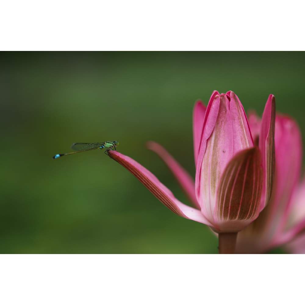 お出かけ先の画像 by 我楽多さん | お出かけ先とスイレンとイトトンボとお散歩(昆虫)と大船フラワーセンター*とお散歩と大船フラワーセンターとOLY 40-150mm F2.8 ProとOM-D E-M1Ⅱ