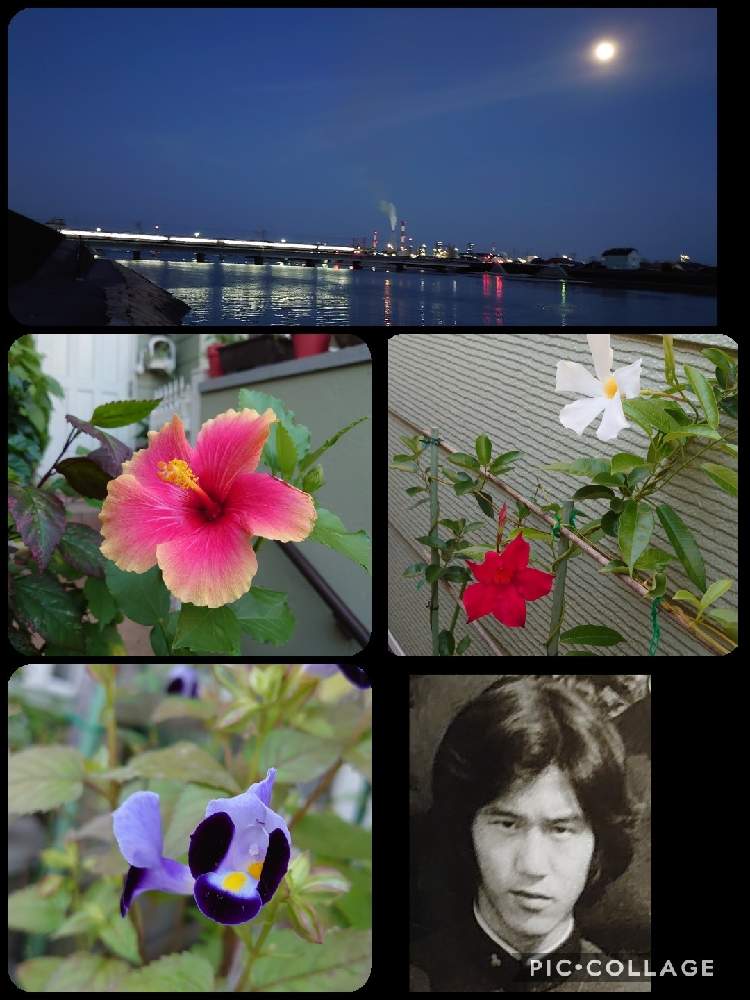 小さな庭の画像 by 天空のバラの五線譜さん | 小さな庭と幸せな日とおうち園芸と散歩と花のある暮らしと花色癒し