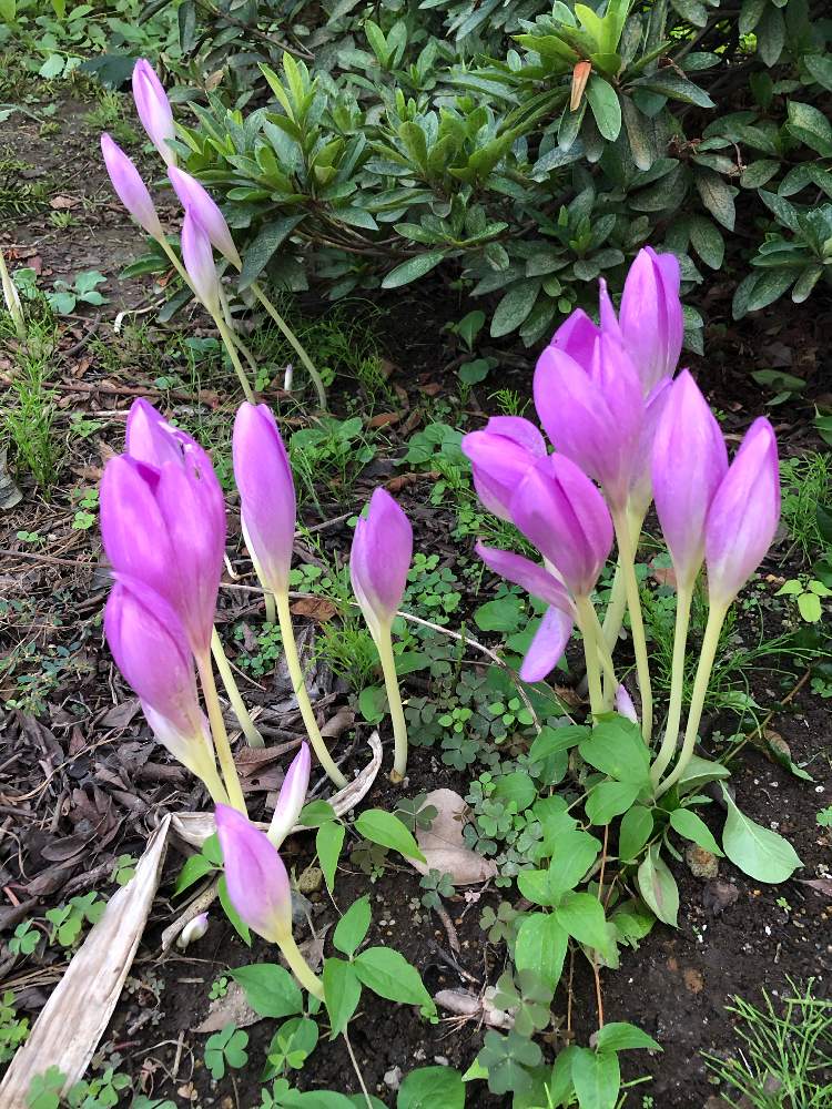小さな庭の画像 by ✳️ KUMI ✳️さん | 小さな庭とイヌサフランと花のある暮らしと山形県産★とGREEN UP!とお花咲き組さんとiPhone撮影