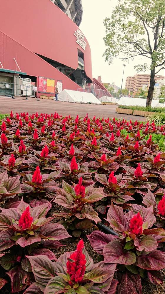 お出かけ先の画像 by ケイジさん | お出かけ先と銅葉ケイトウと公園とおうち園芸