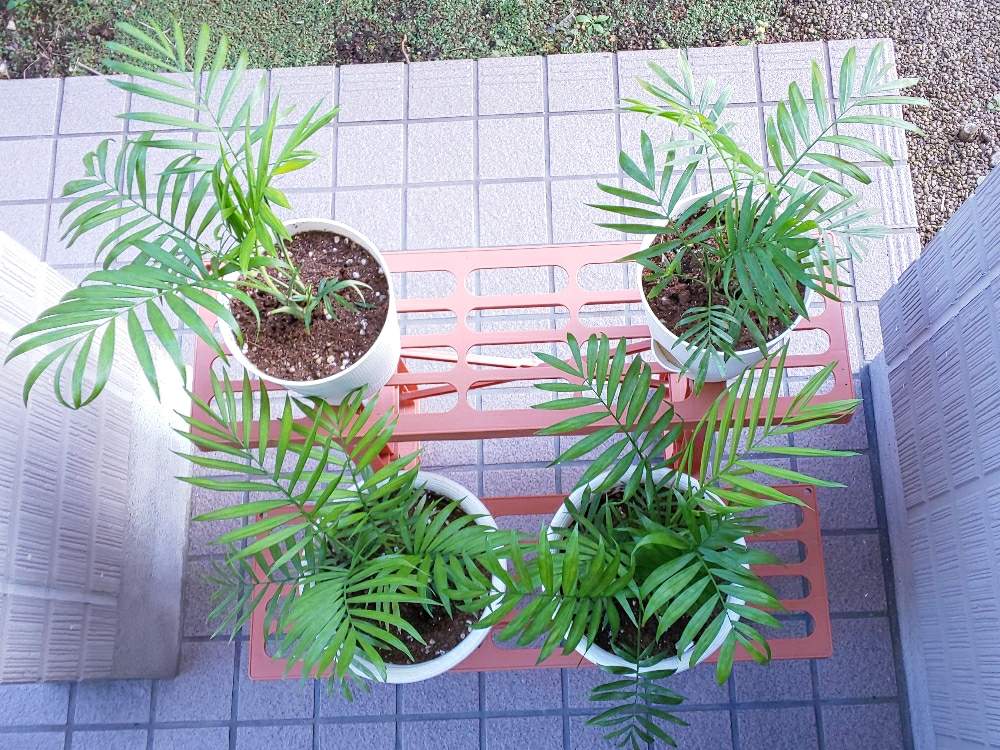 の画像 by ぽてめさん | テーブルヤシとヤシ科とみどりのある暮らしとスマホ撮影と観葉植物と葉っぱとテーブルヤシ属とのびのびと鉢植え
