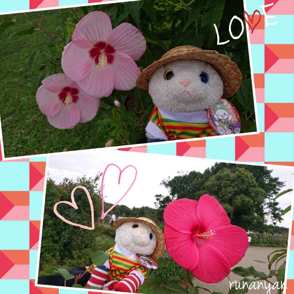 の画像 by るなにゃんさん | タイタンビカスと タイタンビカスとふなばしアンデルセン公園とぬいぐるみとみるくとぬい撮り