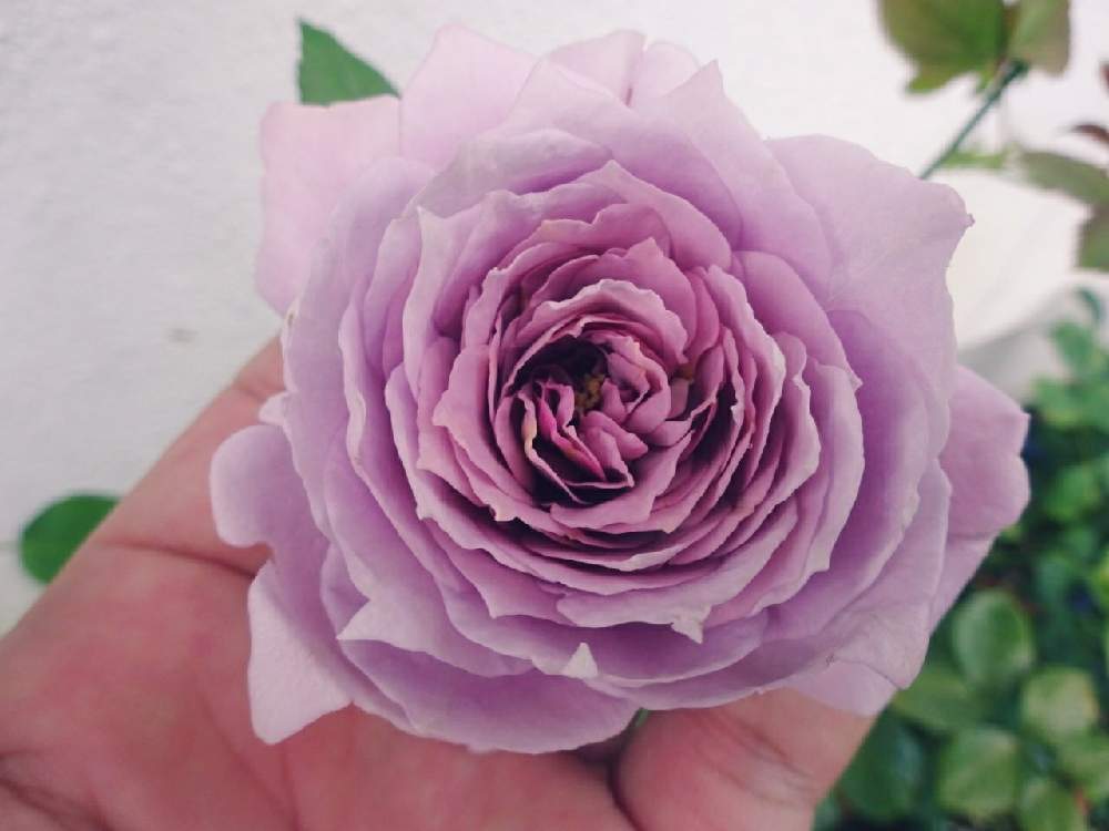 小さな庭の画像 by ☆きらまる☆さん | 小さな庭と極上咲きと薔薇愛同盟と薔薇男子と薔薇に魅せられてとオシャレとB型とバラのある暮らしとおうち園芸と今日の一枚とセクシーときれいな色と花のある暮らしとテンション⤴︎とロザリアンとななちち印とバラを楽しむ