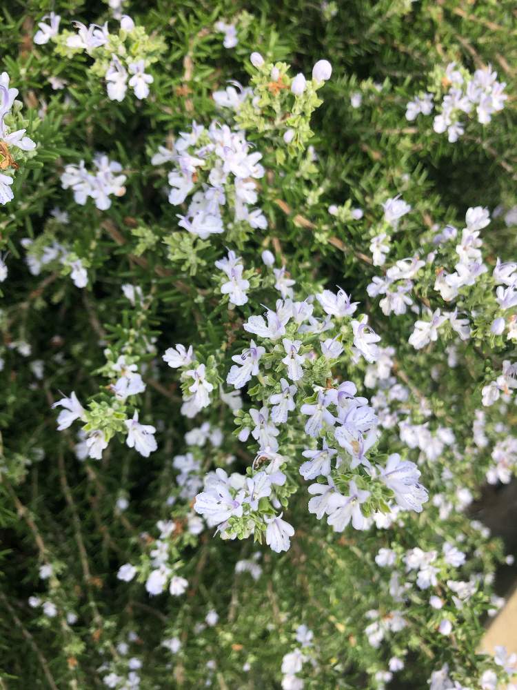 の画像 by ベルガモットさん | 身近な花と癒しと成長中とハーブと地植え