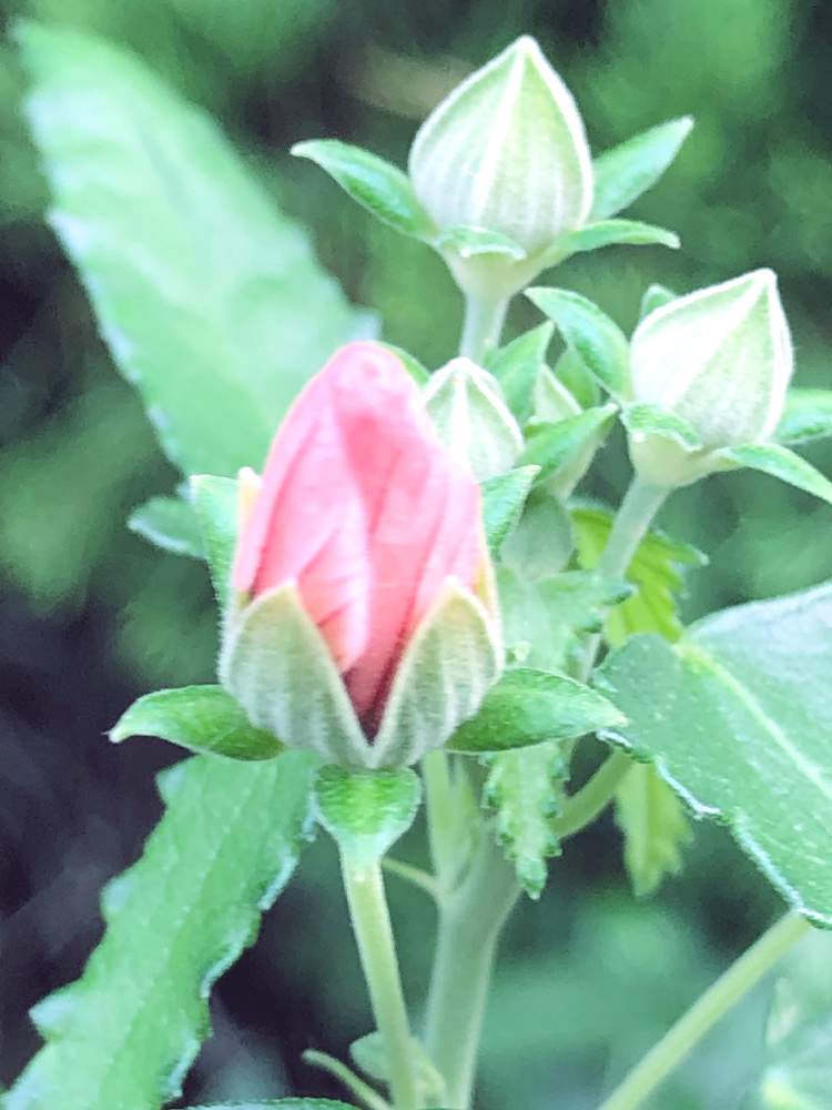 の画像 by pomemamaさん | 芙蓉(ふよう)の花と高砂芙蓉(たかさごふよう)と皆様にありがとう♡と♡優しさに感謝♡と☆おやすみ☆と(ㅅ˘˘)♡*.+゜感謝♡とおうち園芸とダイスキ♡( 〃 ❛ᴗ❛ 〃 )♡と♡ 綺麗 ♡とおうちを彩る花と✧︎iPhone8撮影✧︎とだ〜い好き⁂と諒音!頑張って!!と♡私の癒しと花のある暮らしと✩.*˚願い☆。.:*・゜と❤️ 感謝 ❤️とお願いします(>人<;)と♡美しい♡