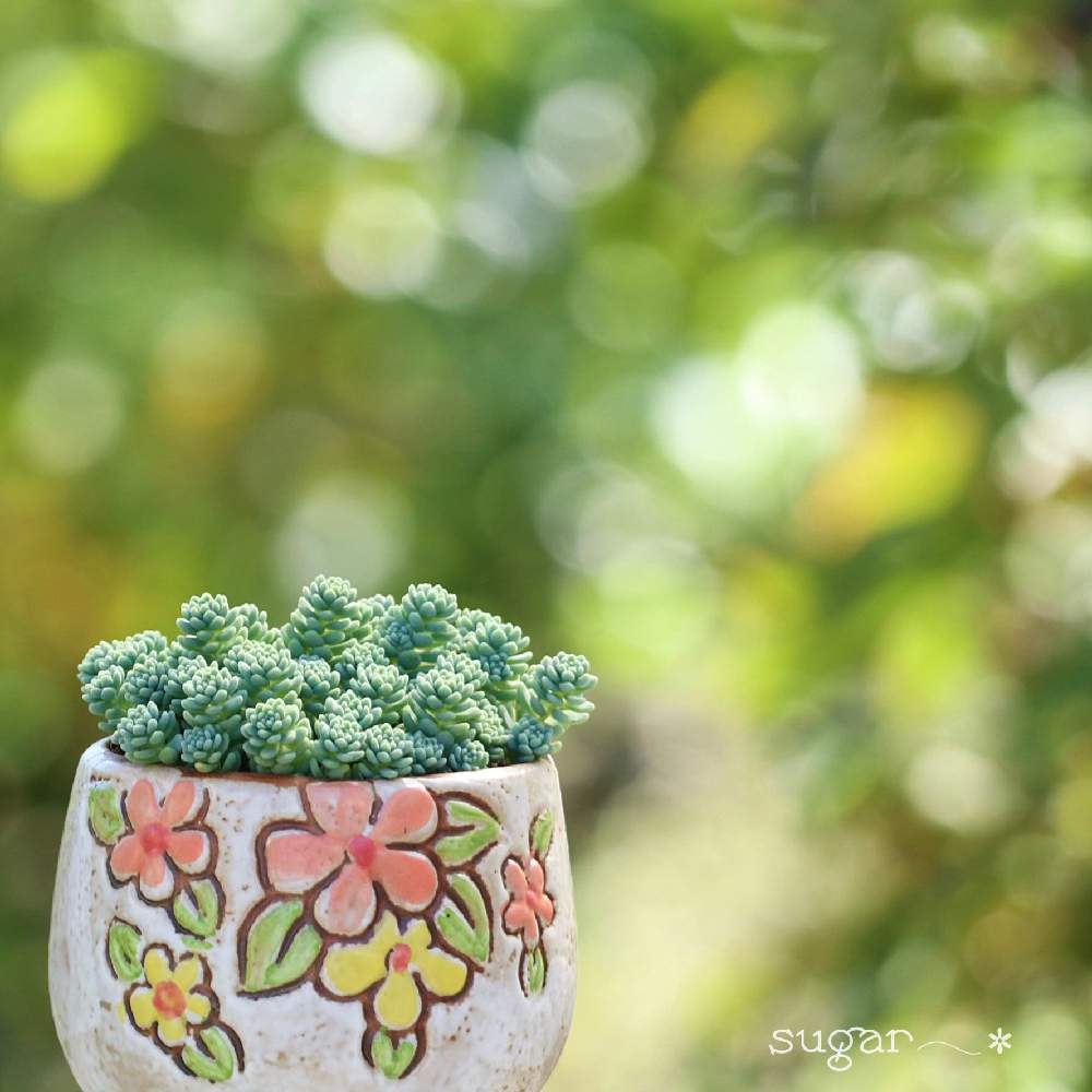 の画像 by sugarさん | 多肉植物と多肉小屋とマジョールと多肉のある暮らしとおうちを彩る花と多肉女子と可愛いと花のある暮らし