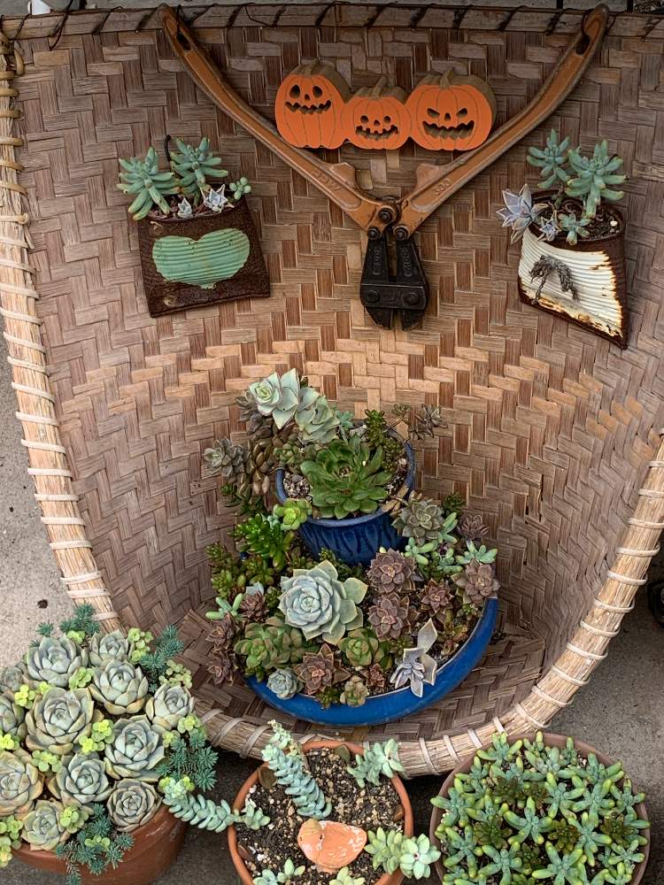 の画像 by ゆかりんさん | セダム属と多肉植物とガーデン雑貨と錆びた工具とサビサビとリメ缶とおうちde菜園とハロウィンと多肉女子とDIYとガーデニングと多肉棚と多肉寄せ植えと乙女心☆と 虹の玉とブロンズ姫とリメイクと 白牡丹
