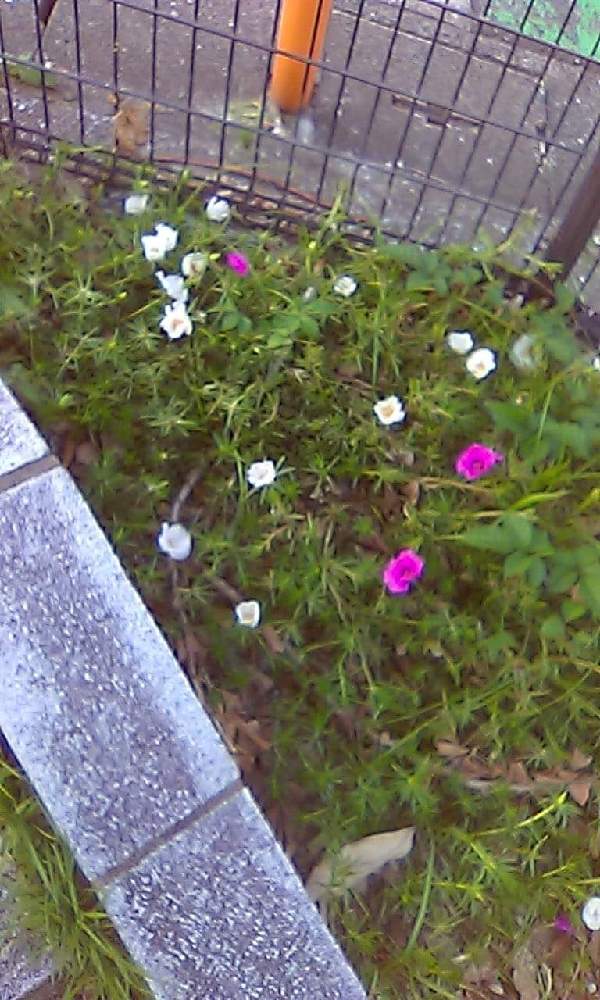 お出かけ先の画像 by ROSSOさん | お出かけ先と公園と観葉植物と福岡と美容室