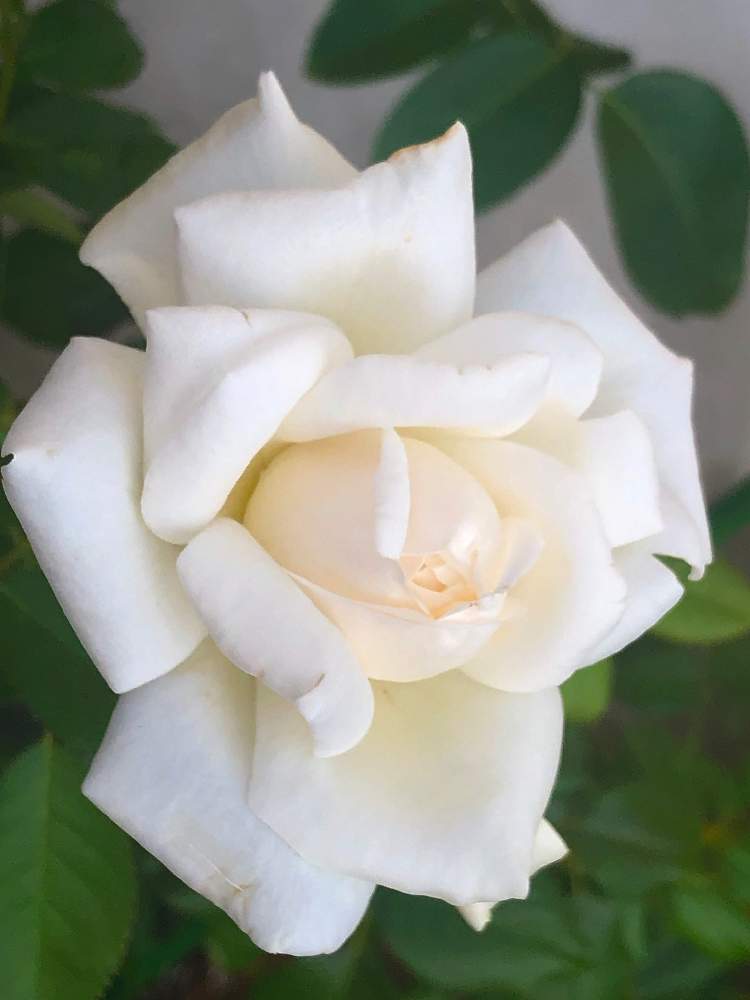 小さな庭の画像 by メグさん | 小さな庭とYUMIKO印とばら バラ 薔薇と薔薇愛同盟といつもありがとう♡と癒しとバラ ビブラマリエと薔薇のある暮らし♡と頑張ってと綺麗と森のがっこうと小さな幸せ♡と可愛いとGSでバラ園と花のある暮らしとお花のある生活と薔薇♪とおうち園芸