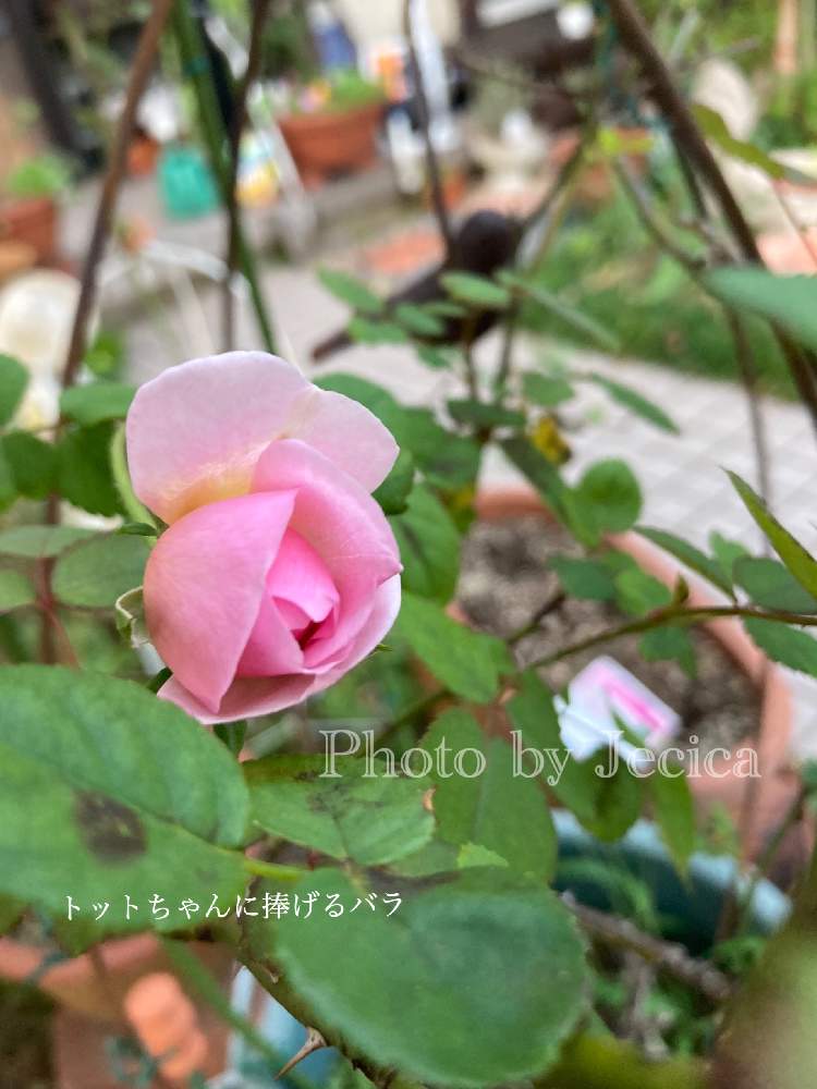 の画像 by 目指せ!自慢の庭さん | バラ《トットちゃんに捧げバラ》とトットちゃんのバラとピンクのバラの話と大好きと11年目とおうち園芸と可愛いバラのつぼみと自分たちで作り上げた庭と私の庭にいらっしゃいと毎年咲くよと楽しい花のある生活と私の庭の花