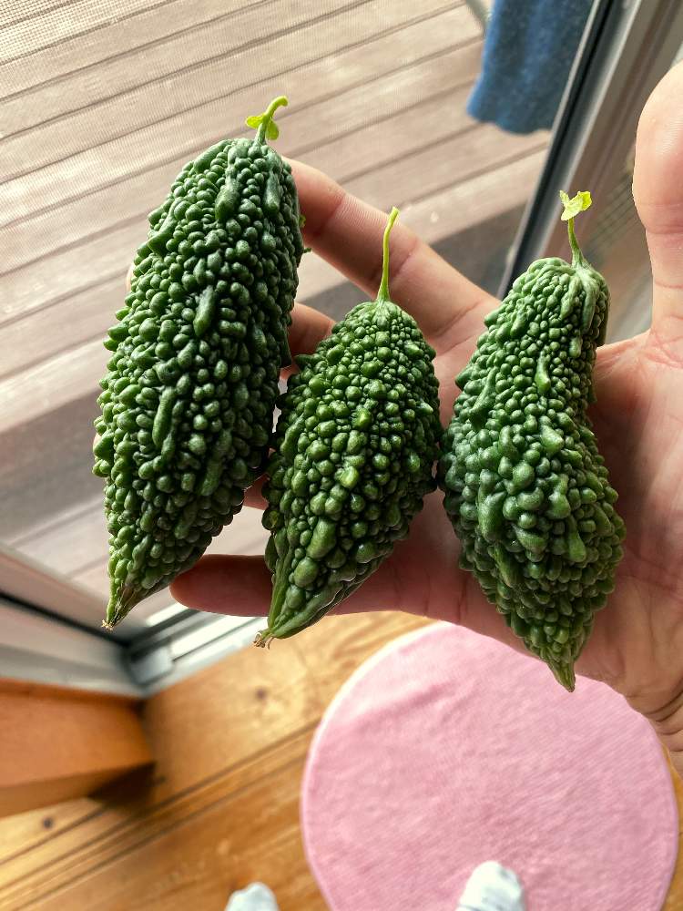 バルコニー/ベランダの画像 by ヌマ餃子さん | バルコニー/ベランダとゴーヤとiPhone11ProMaxとおうちde菜園と植中毒とグリーンカーテンと日光浴