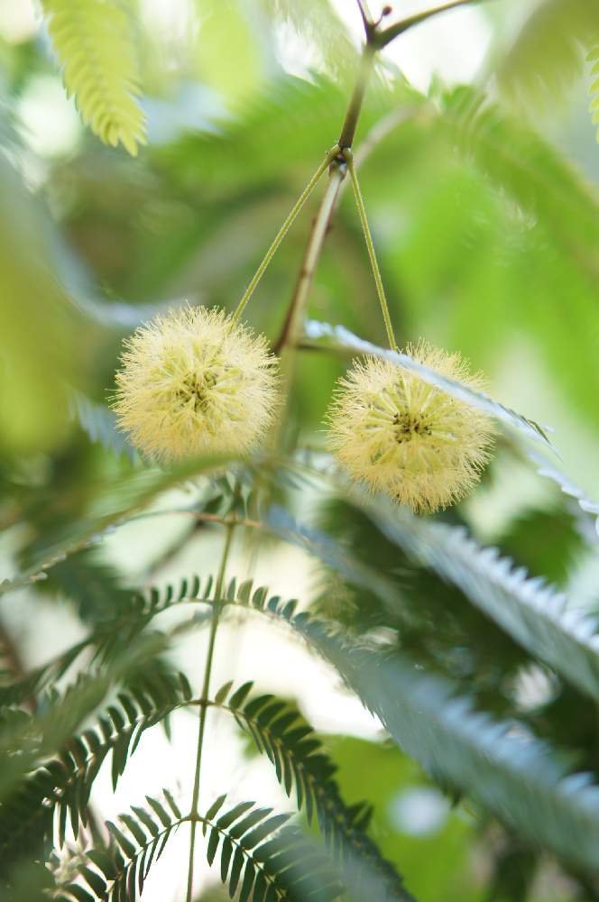 窓辺の画像 by norimmekkoさん | 窓辺とエバーフレッシュとエバーフレッシュの花とインドアグリーンと観葉植物と植物のある暮らしとグリーンのある暮らしとno green no lifeと緑のある暮らしと観葉植物のある暮らしとインテリアグリーンと窓辺の癒し