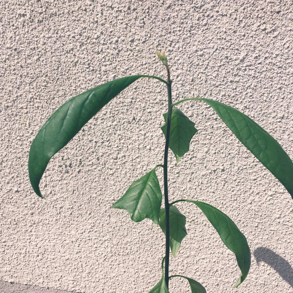 バルコニー/ベランダの画像 by 〻 麻 美 の 園 芸 〻さん | バルコニー/ベランダとアボカドと観葉植物とプランターとアボカド栽培とおうち園芸とアボカドの成長記録
