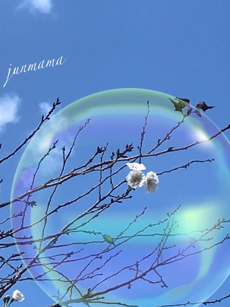 お出かけ先の画像 by junmamaさん | お出かけ先とジュウガツザクラとシロトピア公園