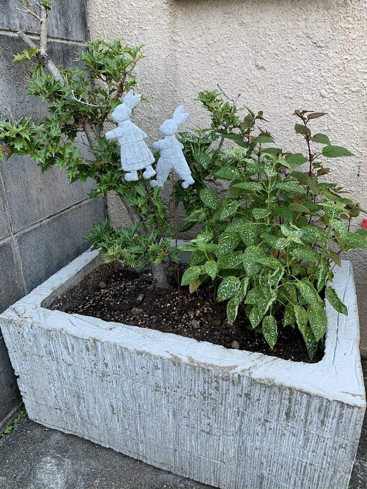 アプローチの画像 by コアラの父さん | アプローチとヒポエステスと柊(ひいらぎ)と多肉植物とよせ植えと観葉植物とおうち園芸と鉢替えと自家製コンクリート鉢