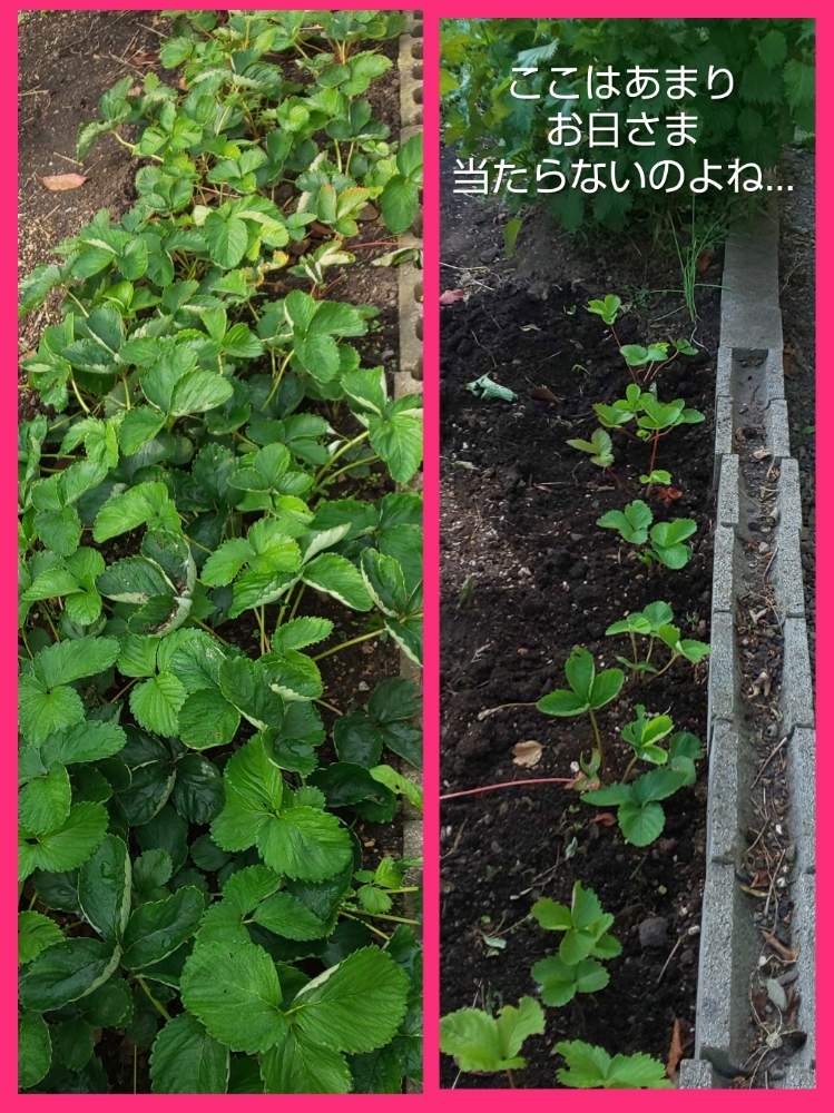 畑の画像 by Mintさん | 畑といちごと家庭菜園とおうちde菜園と苗作りと来年も宜しくお願いしますと食べられるかな
