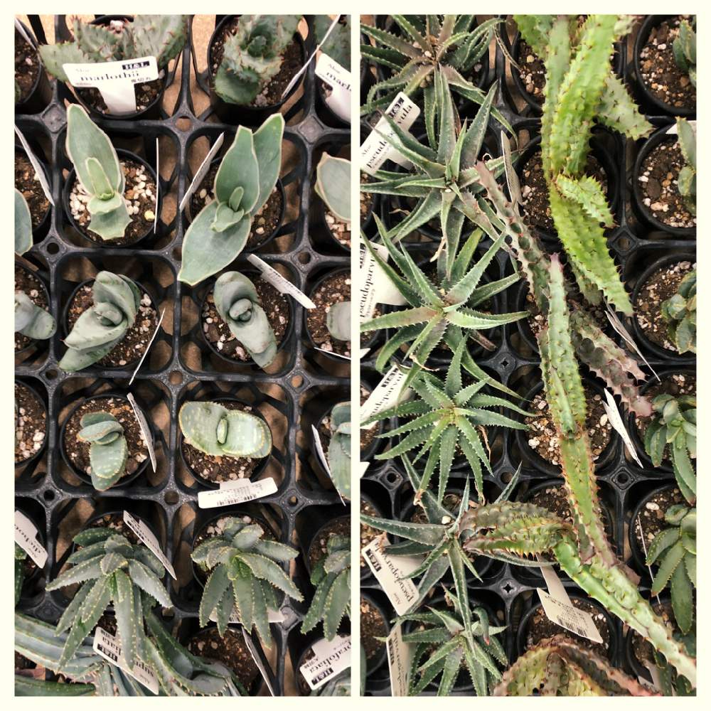テラスの画像 by コンテナガーデントマト園芸レイク店さん | テラスと多肉植物と入荷情報♪と園芸店とH&Lとアロエ属とトマト園芸と花のある暮らしとお店