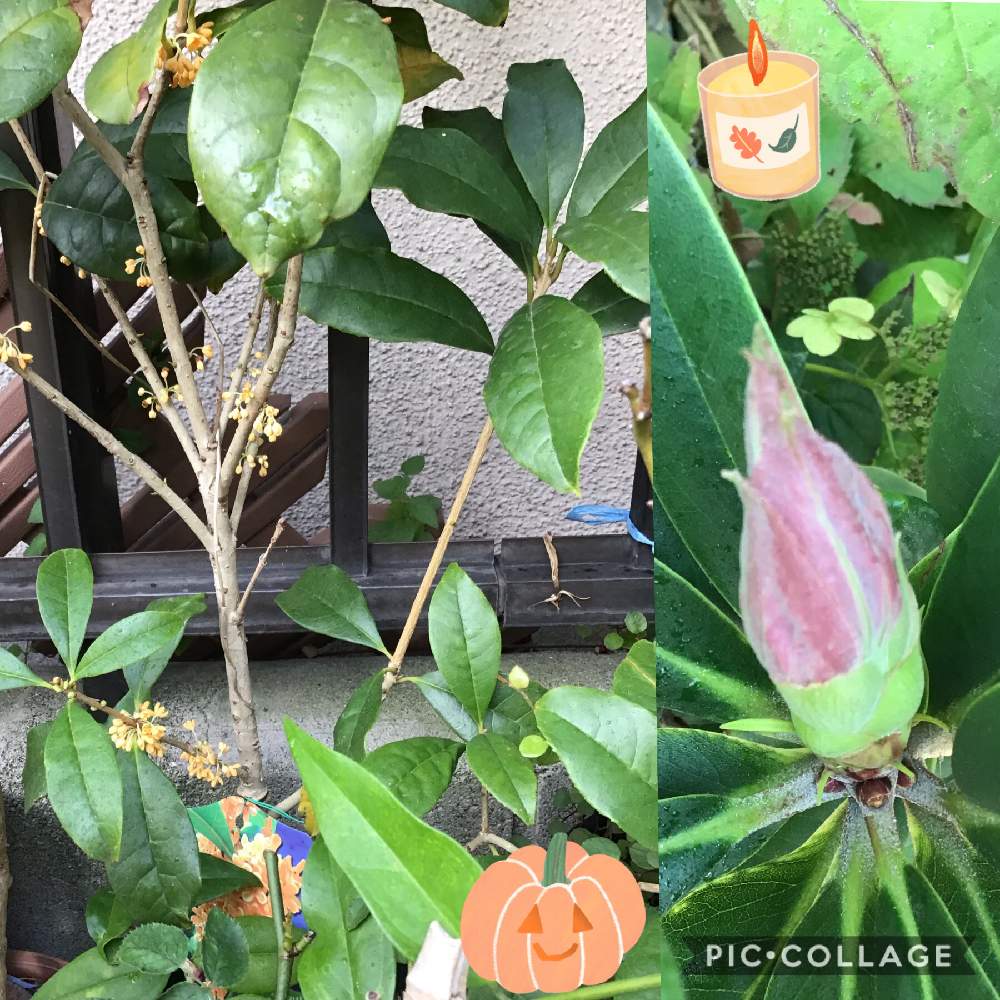 フェンスの画像 by ちよこさん | フェンスと石楠花(シャクナゲ)とキンモクセイ(金木犀)と多肉植物初心者と生き物大好き!とおうち園芸と草花大好きとコロナ現場医師の悲痛な叫び