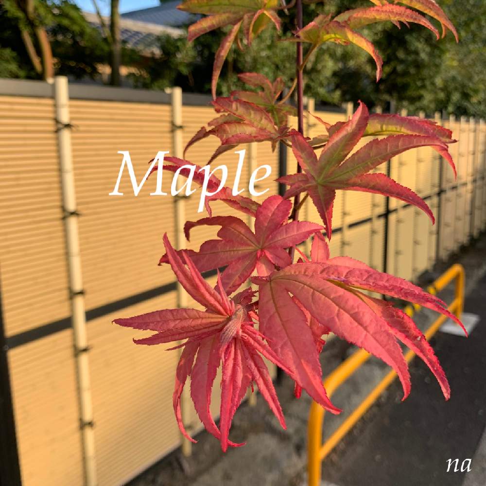 広い庭の画像 by 農業ガールNaさん | 広い庭と紅葉と農業女子と農業記録とお野菜と自家栽培の野菜達と家庭菜園とおうちde菜園と無農薬野菜とおうち園芸と畑の野菜と広い庭☘️と紅葉(こうよう)と無駄に広い庭と成長記録と野菜栽培と野菜作りと秋に咲かせた花-園芸ガイド2020と農業ガールと畑の作物と小さなお庭ともみじ紅葉