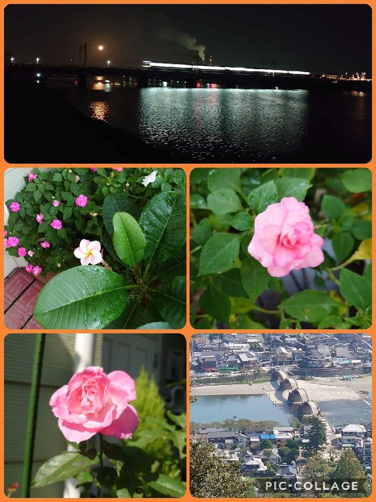 小さな庭の画像 by 天空のバラの五線譜さん | 小さな庭と幸せな日と散歩と花のある暮らしとバラ・ミニバラと花色癒し
