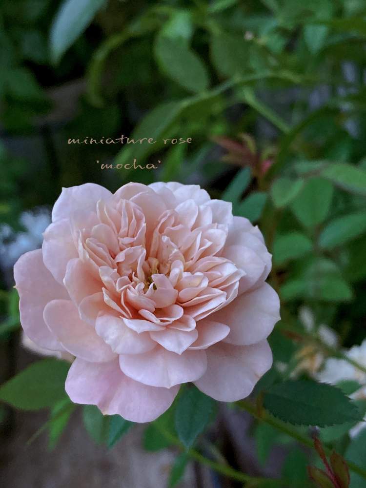 の画像 by ❥︎・•miccoさん | ミニバラモカとばら バラ 薔薇といつもありがとう♡とおうち園芸とおうちを彩る花とGSでバラ園とミニ薔薇「モカ」とバラ・ミニバラと大好きなバラ♡と花友さんに感謝