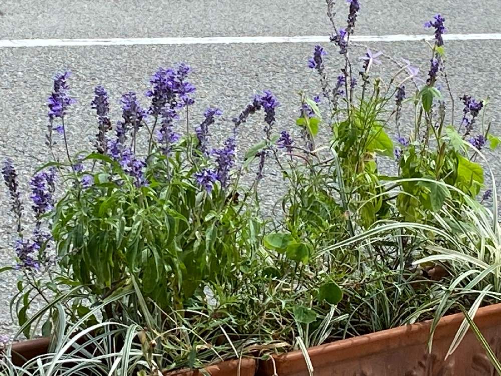 の画像 by 月華美神さん | 植物のあるくらしと癒される♡と花と緑のある暮らしとブルーサルビア♡とおうち時間とおうちde菜園と∞Purple and Queen倶楽部∞とおうち園芸と∞Purple and queen 倶楽部∞とMorning☀️と心のやすらぎとかわいぃな♡と∞INFINITY∞と花のある暮らしと癒し✨とおうちで楽しく