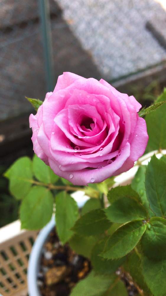 バルコニー/ベランダの画像 by なおっちさん | バルコニー/ベランダとバラとバラ・ミニバラと2色の花とおうち園芸とディープ・ウォーター