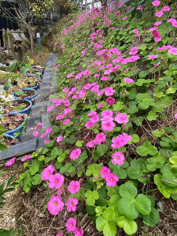 小さな庭の画像 by 白雀さん | 小さな庭と懐かしい風景と和の坪庭と和の庭と庭のリホームと古強者植物