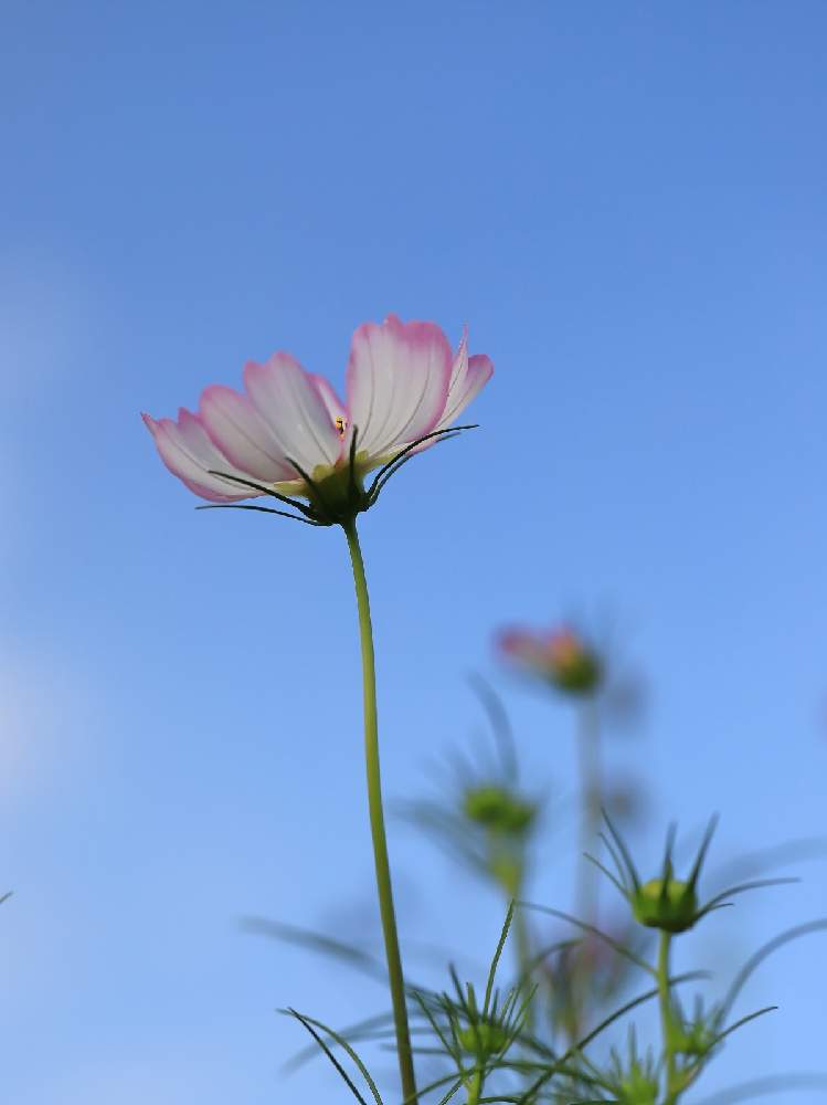 の画像 by takosyaさん | 秋桜(コスモス)と青空が好きとファインダー越しの私の世界とローアングルとcanonとピンクの花とCanon EF100mm F2.8Lマクロ IS USMとI♡Kanagawaと一眼レフとSocial Distanceとカメラ好き☆