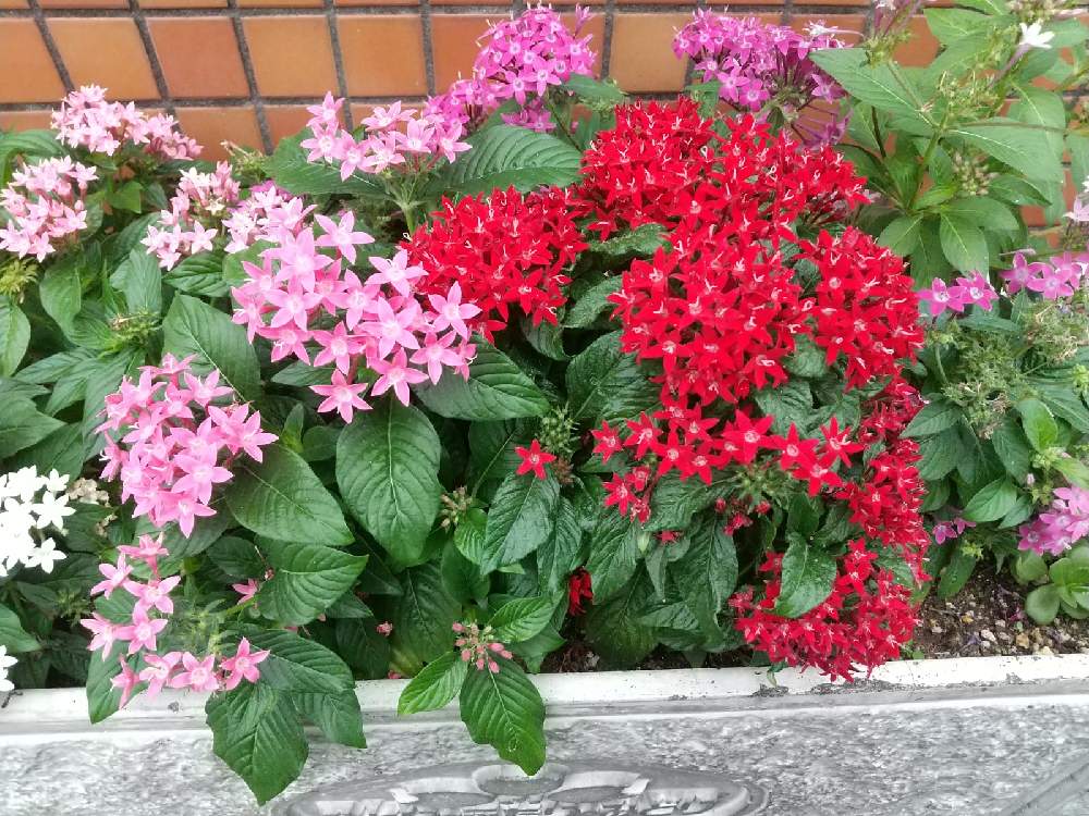 の画像 by 月華美神さん | 植物のあるくらしと癒される♡と花と緑のある暮らしとおうち時間とおうちde菜園と∞Purple and Queen倶楽部∞とおうち園芸と∞Purple and queen 倶楽部∞とMorning☀️と心のやすらぎとかわいぃな♡と∞INFINITY∞と花のある暮らしと癒し✨とおうちで楽しくとペンタス☆