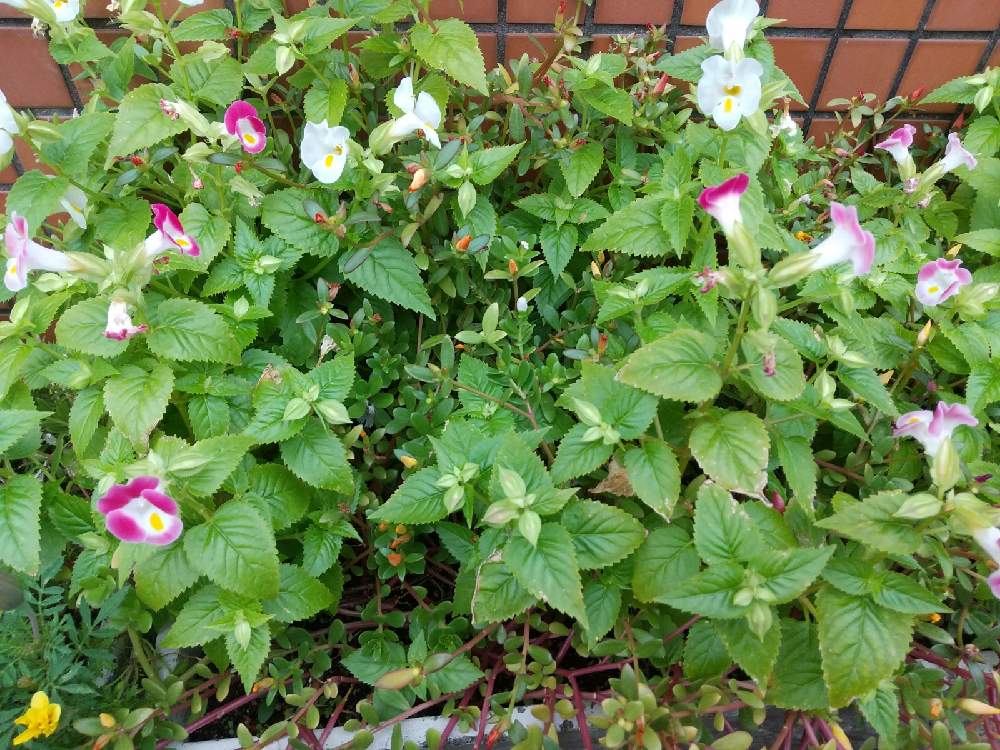の画像 by 月華美神さん | 植物のあるくらしと癒される♡と花と緑のある暮らしとおうち時間とおうちde菜園と∞Purple and Queen倶楽部∞とおうち園芸と∞Purple and queen 倶楽部∞とMorning☀️と心のやすらぎとかわいぃな♡と∞INFINITY∞と花のある暮らしと癒し✨とおうちで楽しくとトレニア♡