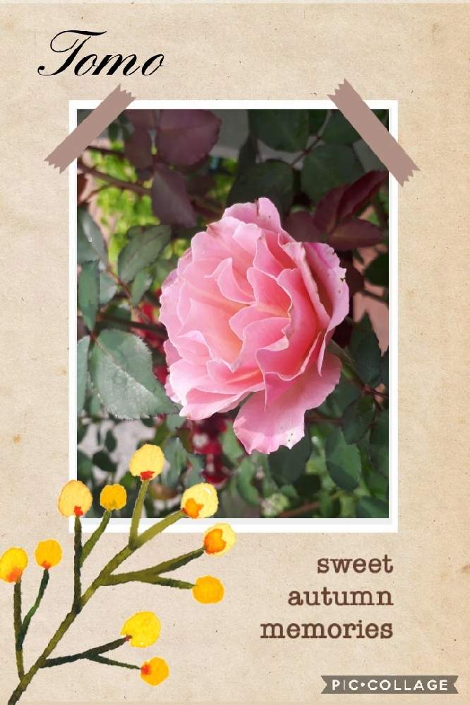 アプローチの画像 by Tomoさん | アプローチとロザリアン見習いとおうち園芸と植中毒と雑貨好き♡と憧れの薔薇とDIYと花のある暮らしとダフネ薔薇とバラ薔薇ばらら~❤️といいね♥ありがとうございます✨とチーム福岡