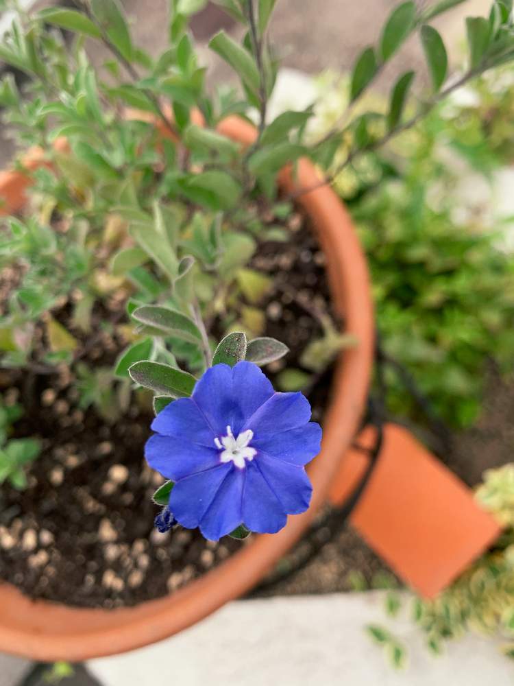 小さな庭の画像 by Flower✴︎さん | 小さな庭とくつろぎと素敵なお出迎え♡とおうちde菜園とイキイキ 元気とスクスク成長中とGS映えとおうち園芸とグッドアングル♡と感謝♡ありがとう♡と花のある暮らしとかわいいと元気✨と癒し♡と可愛い♡