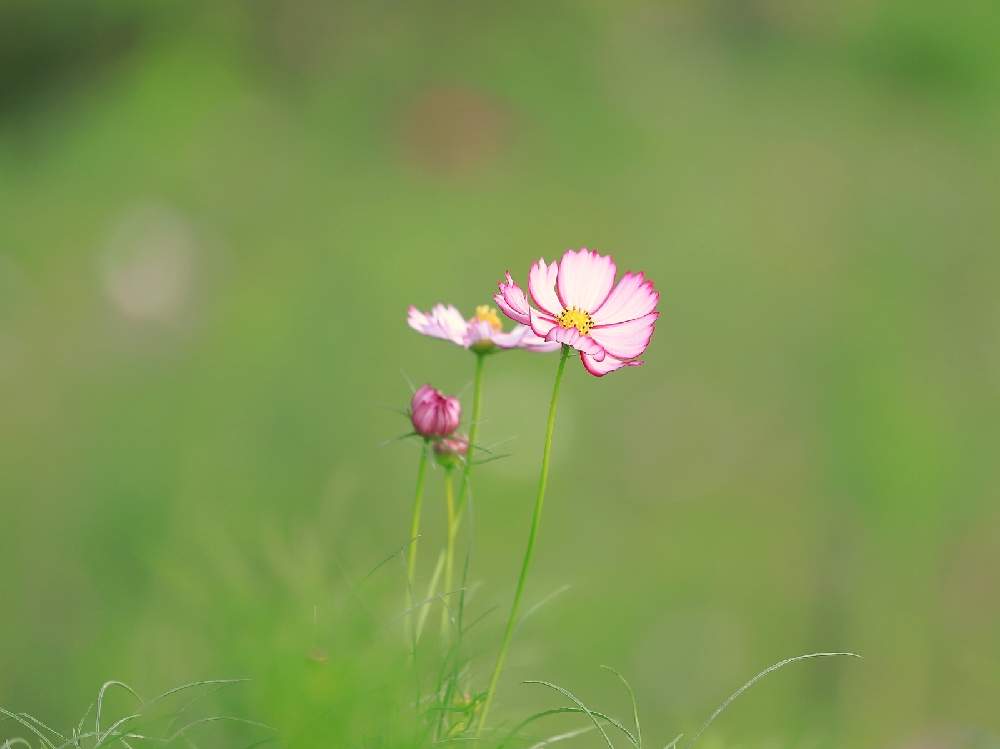 の画像 by takosyaさん | 秋桜(コスモス)とファインダー越しの私の世界とcanonとピンクの花とI♡Kanagawaと里山公園と一眼レフとSocial Distanceとカメラ好き☆とEF70-200mm F4L IS Ⅱ USM